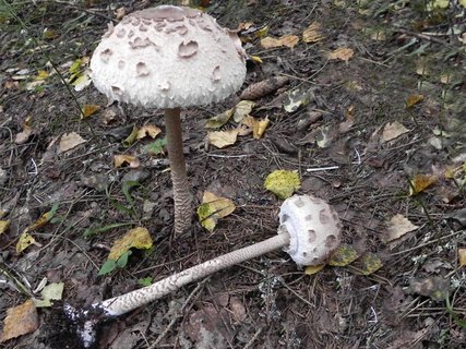 Macrolepiota procera
