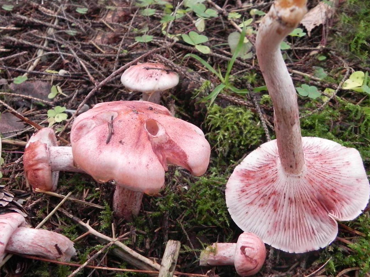 Hygrophorus erubescens
