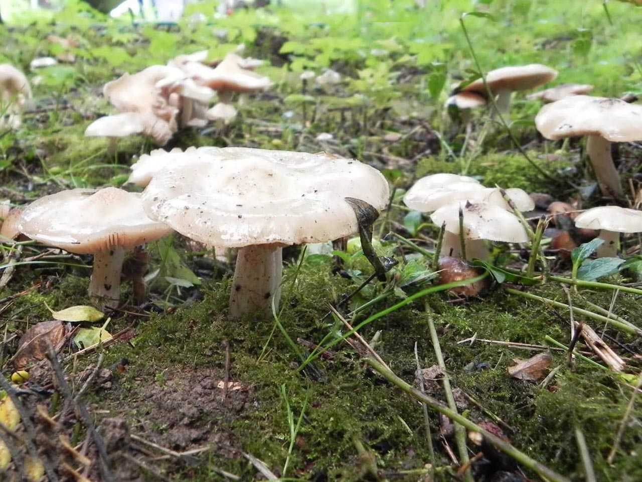 Entoloma clypeatum