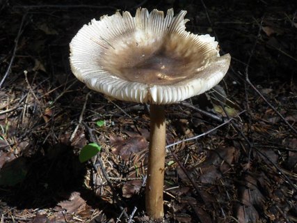 Amanita battarrae