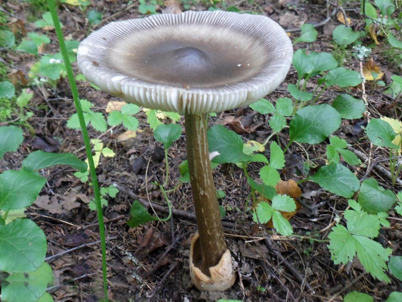 Amanita battarrae