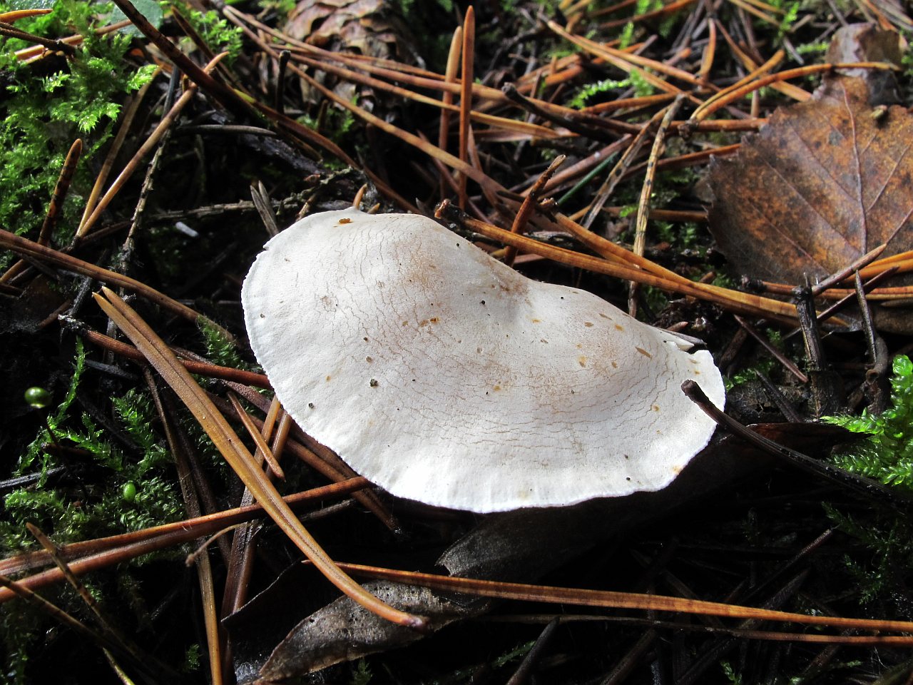 Clitocybe phyllophila