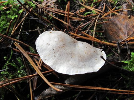 Clitocybe phyllophila