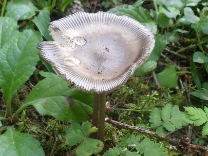Amanita battarrae