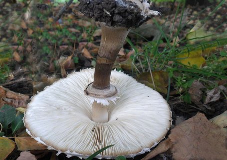 Chlorophyllum brunneum
