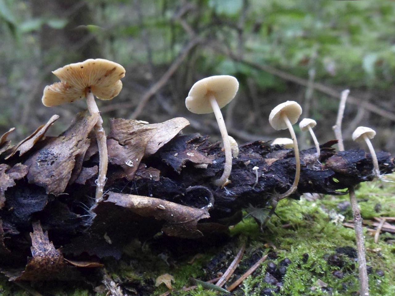 Baeospora myosura
