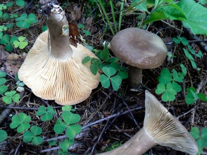 Lactarius fuliginosus