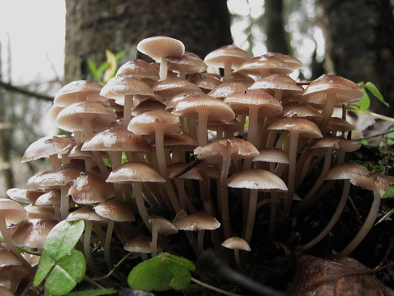 Mycena inclinata