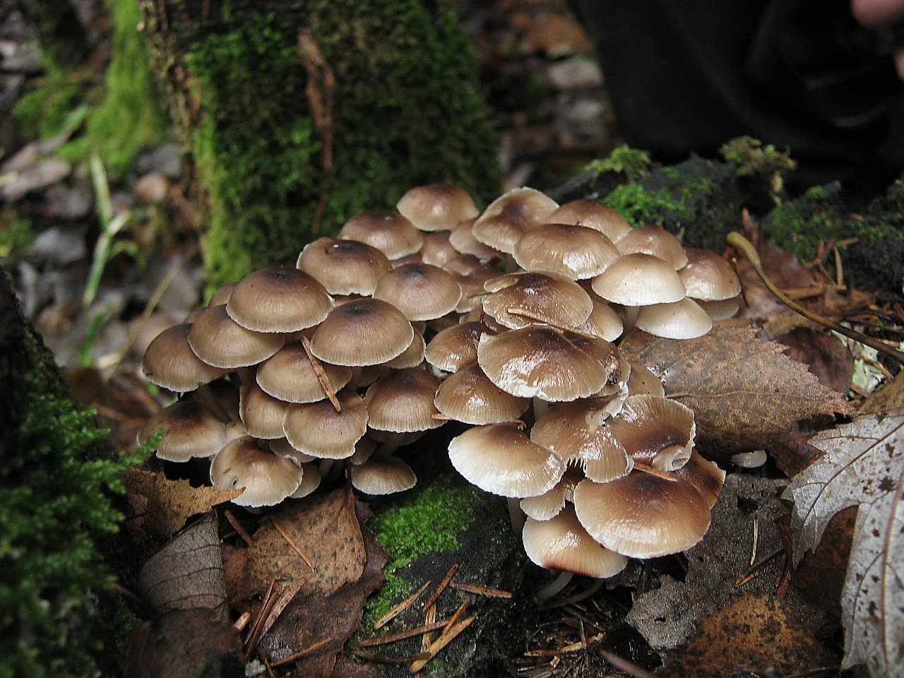 Mycena inclinata