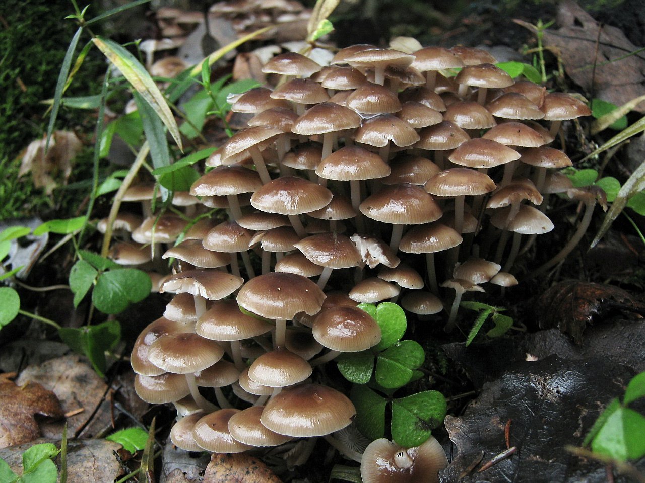 Mycena inclinata