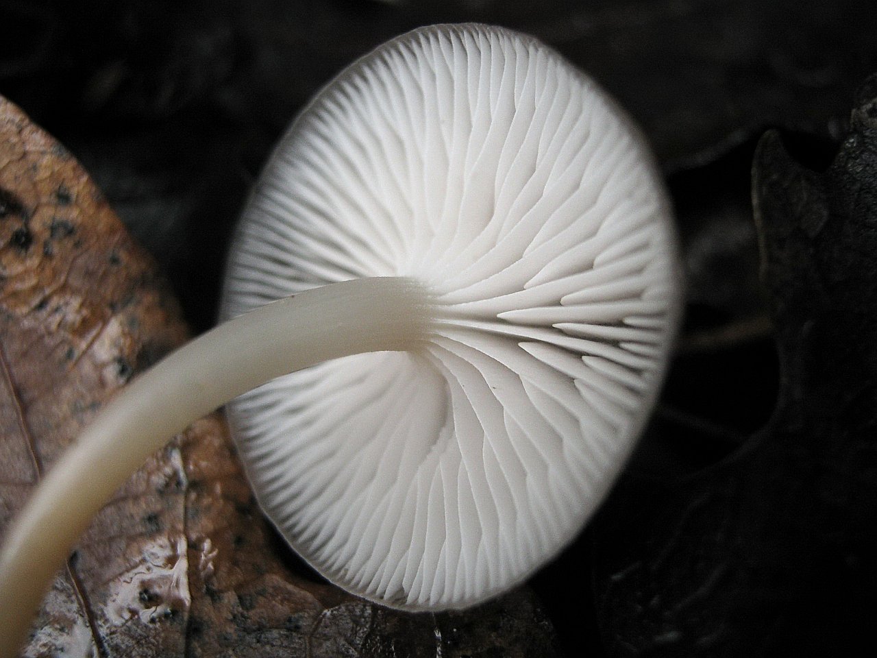 Mycena inclinata