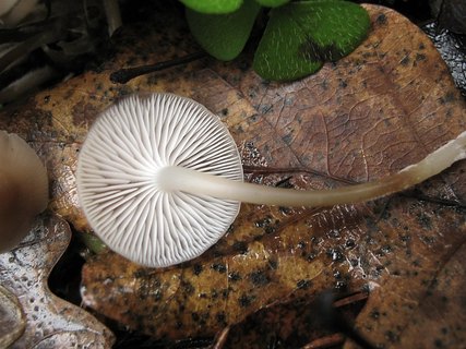 Mycena inclinata