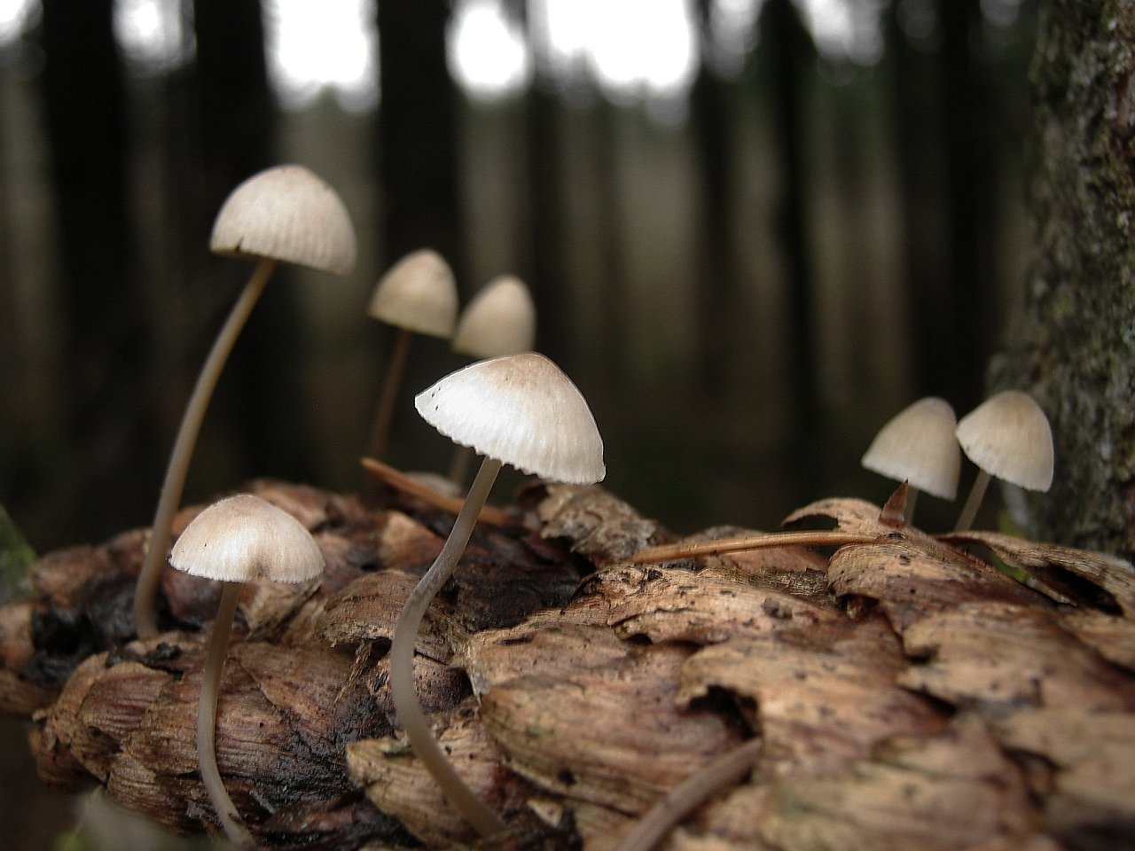 Baeospora myosura