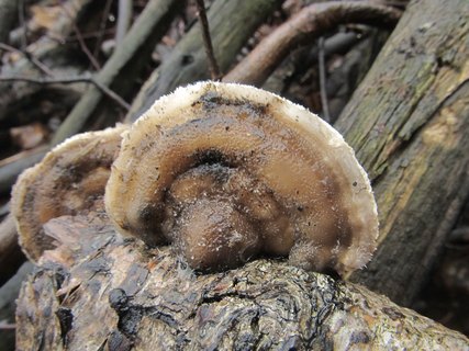 Lenzites betulina