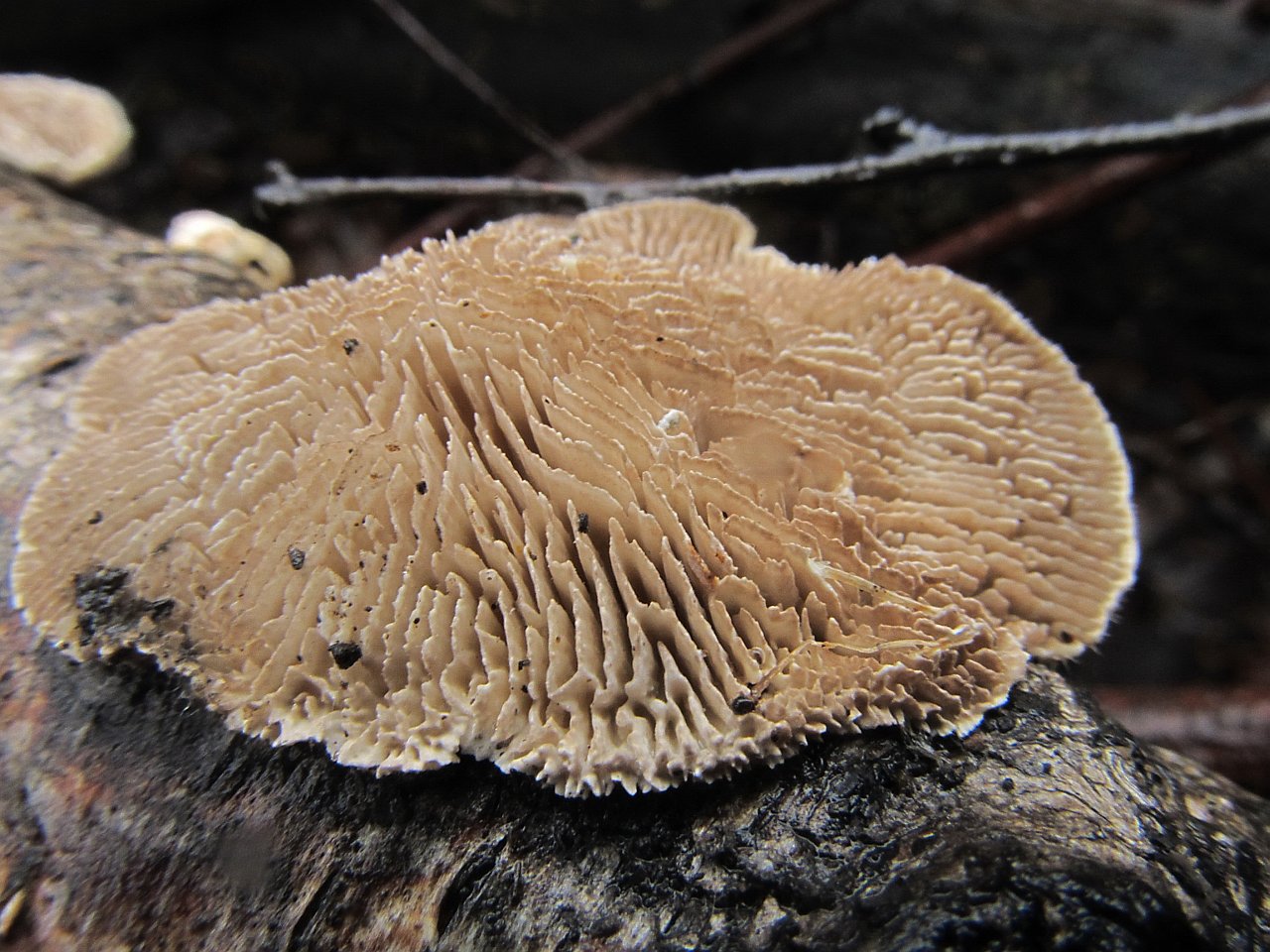 Lenzites betulina