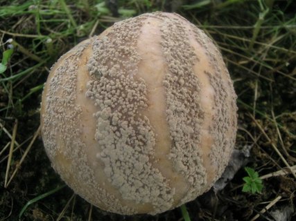 Monilinia frutigena