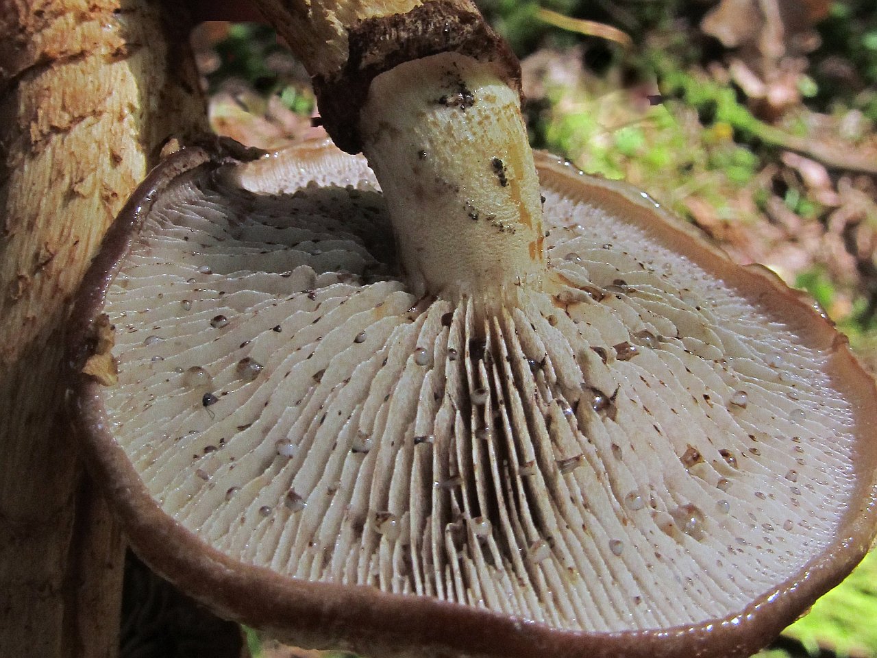 Hemistropharia albocrenulata