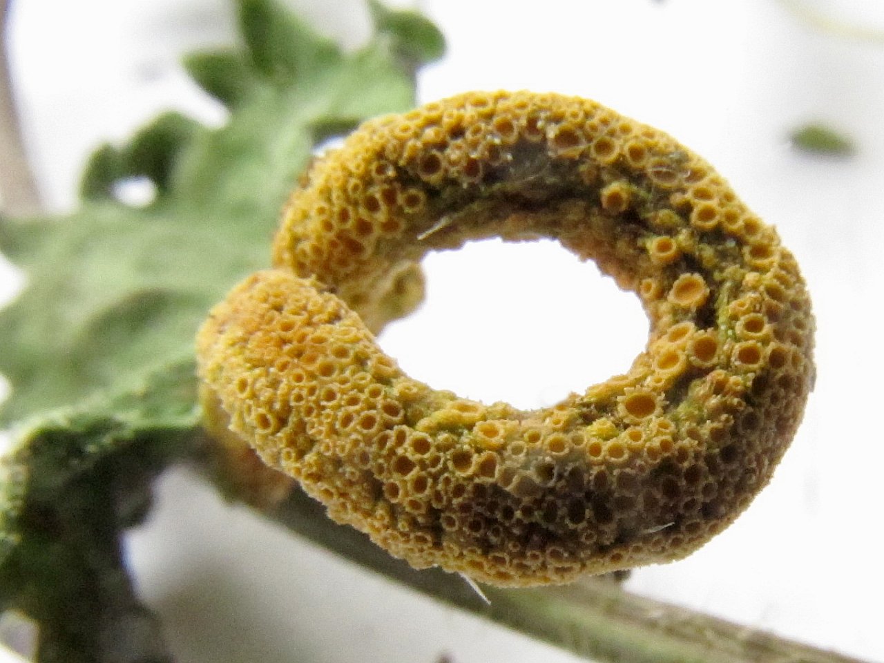 Puccinia caricina