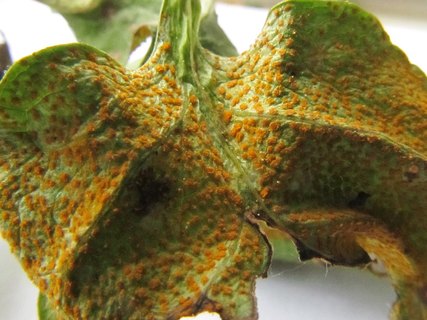 Puccinia violae