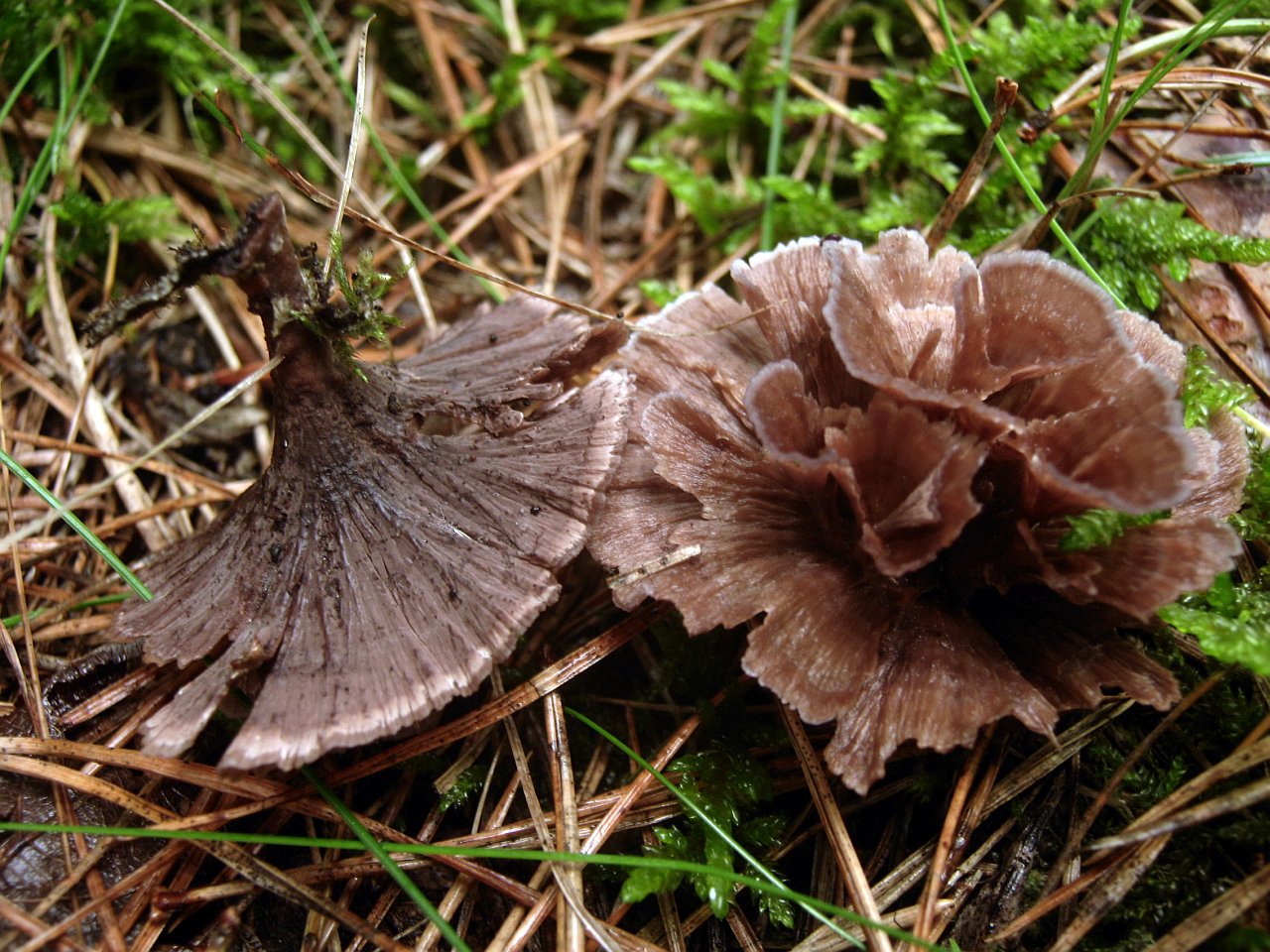 Thelephora caryophyllea