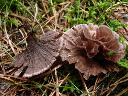 Thelephora caryophyllea