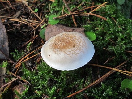 Clitocybe phyllophila