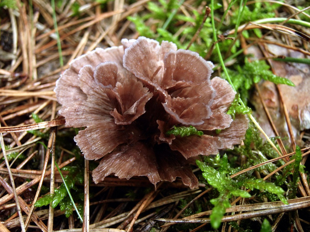 Thelephora caryophyllea