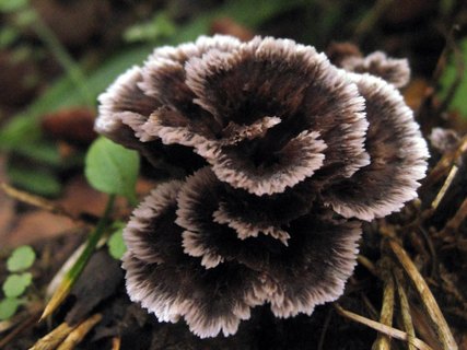 Thelephora terrestris