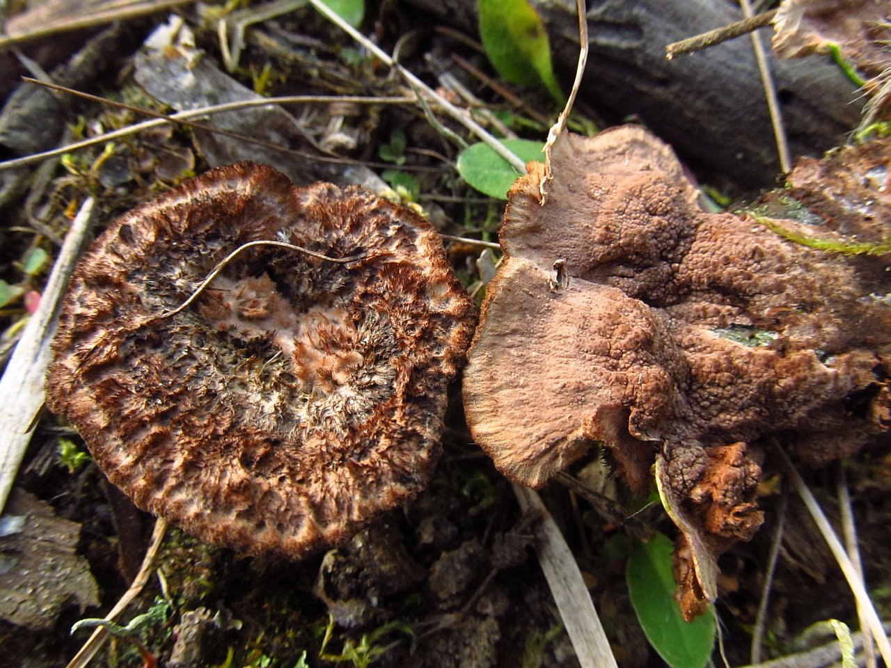Thelephora terrestris