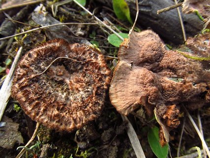 Thelephora terrestris