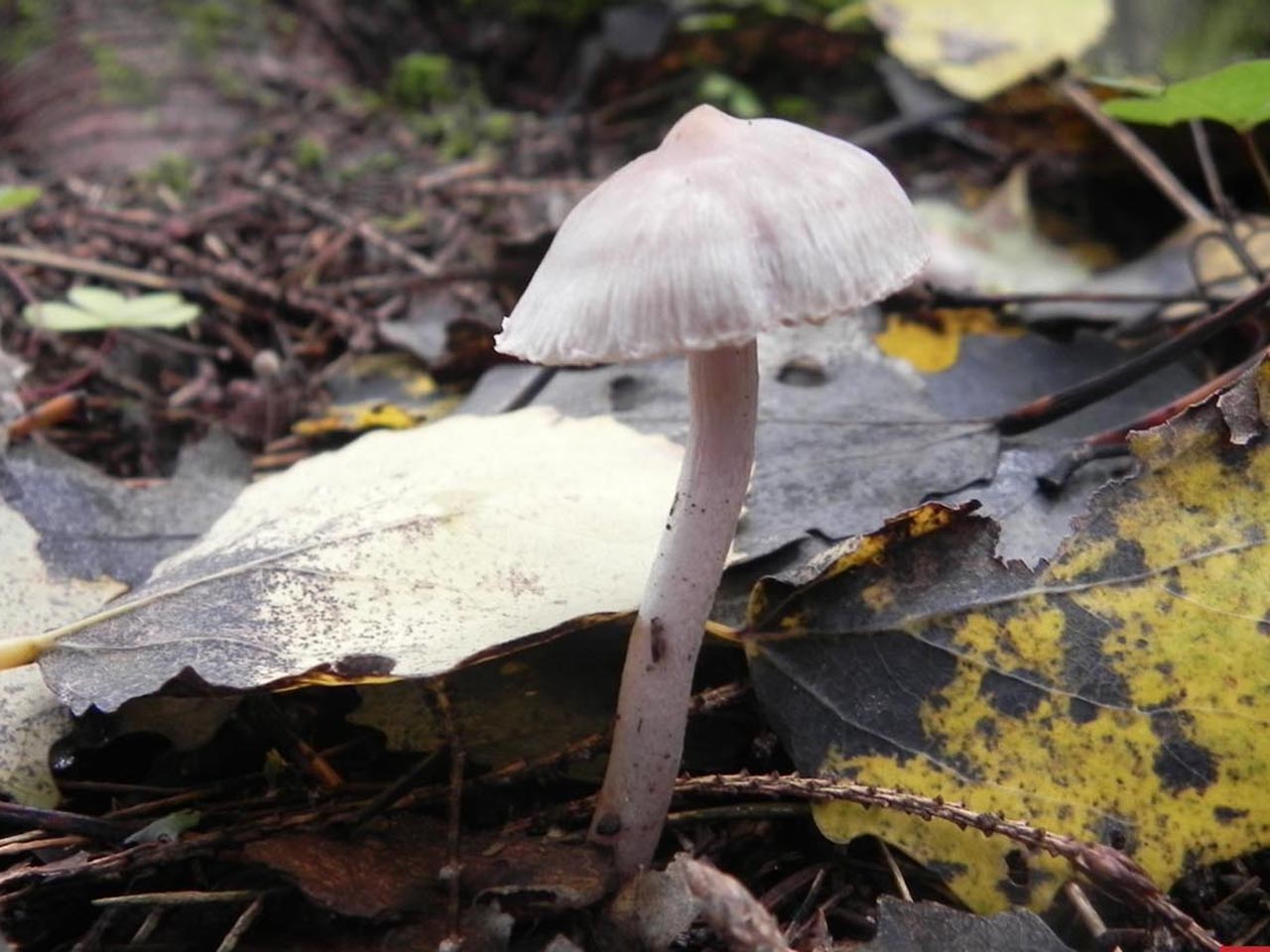 Inocybe geophylla