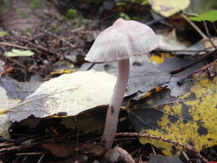 Inocybe geophylla