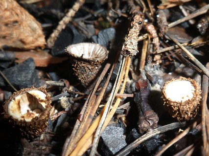 Cyathus striatus