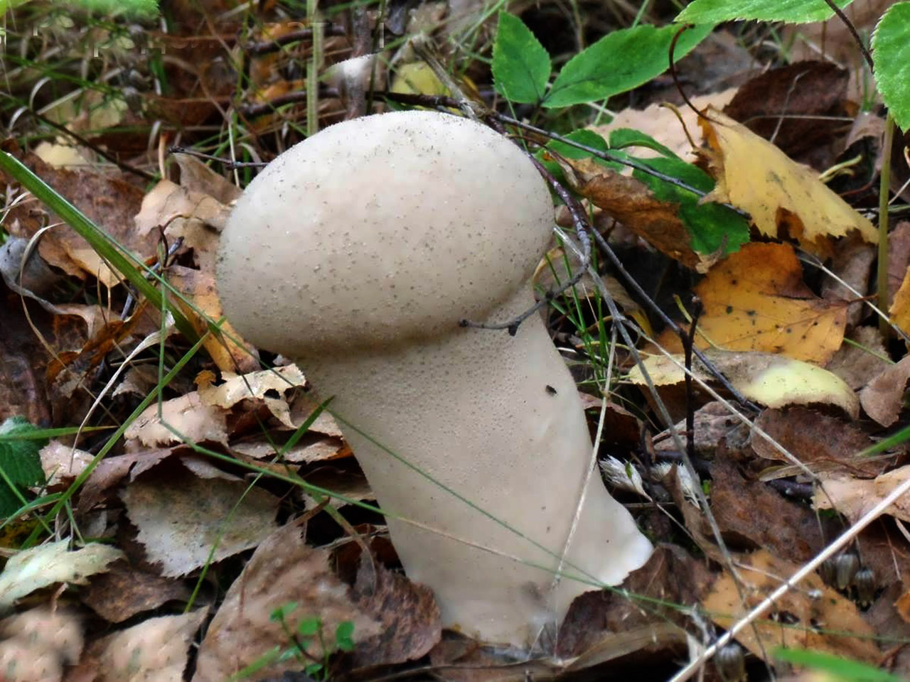 Lycoperdon excipuliforme