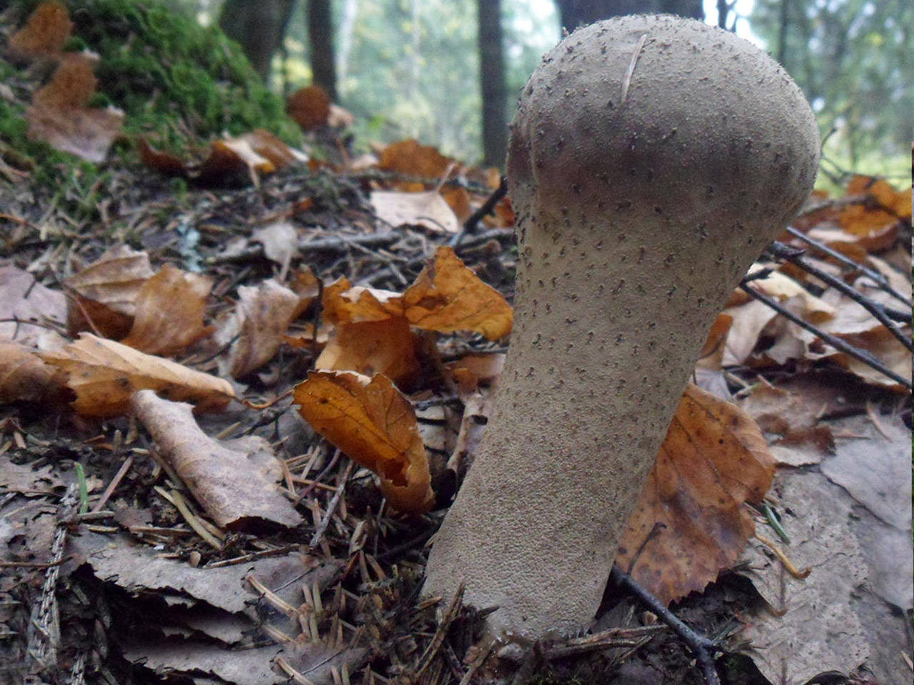 Lycoperdon excipuliforme