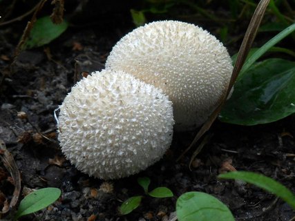 Lycoperdon perlatum