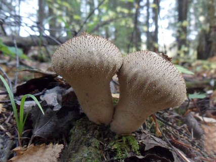 Lycoperdon perlatum