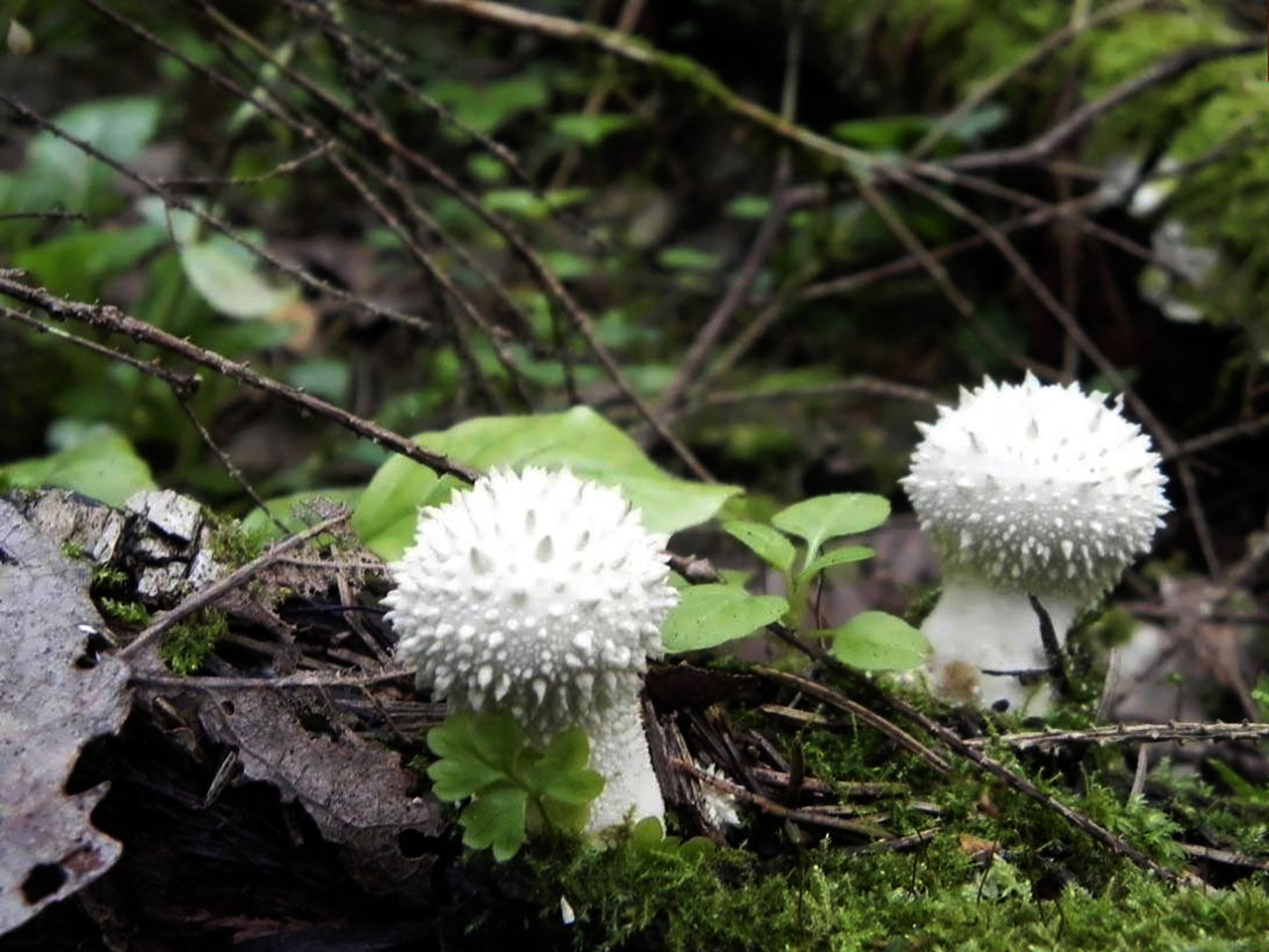 Lycoperdon perlatum