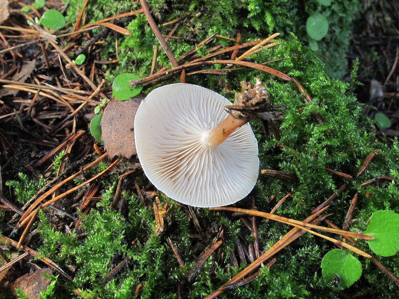 Clitocybe phyllophila