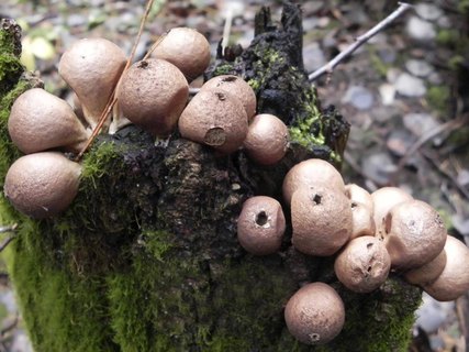 Lycoperdon pyriforme