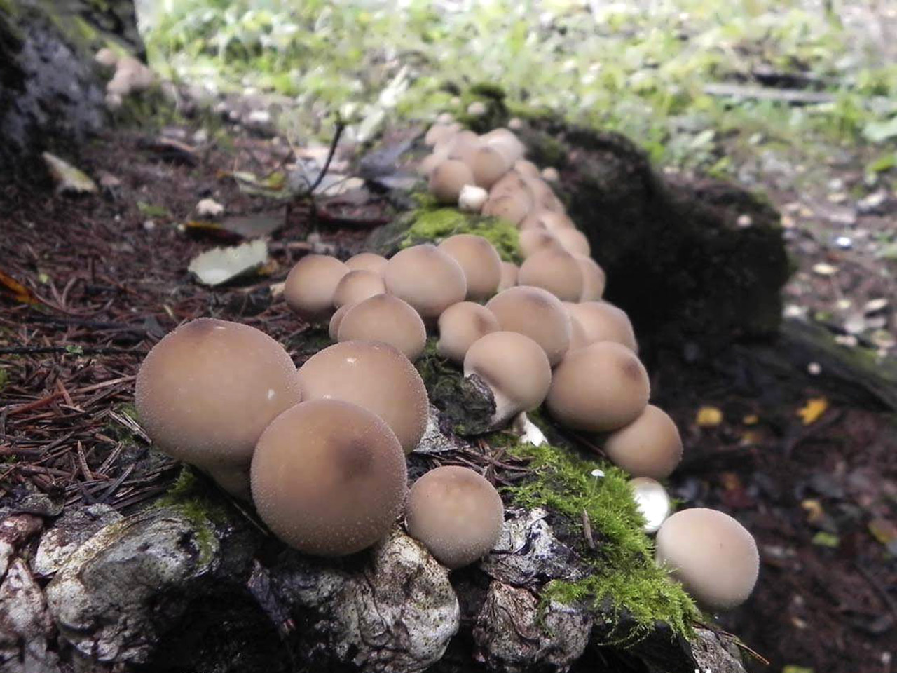 Lycoperdon pyriforme