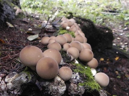 Lycoperdon pyriforme