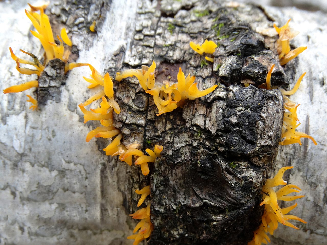 Calocera cornea
