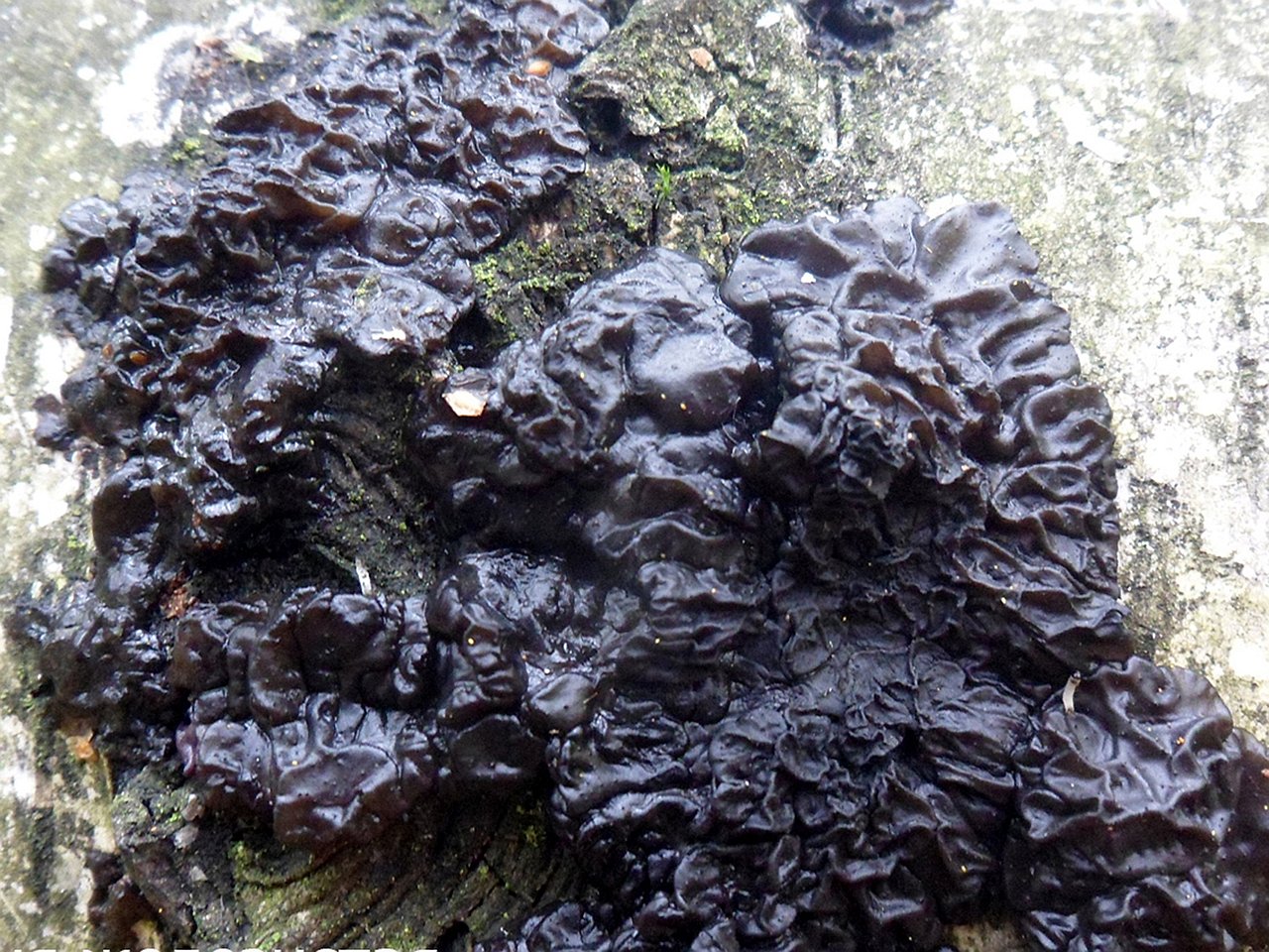 Exidia glandulosa