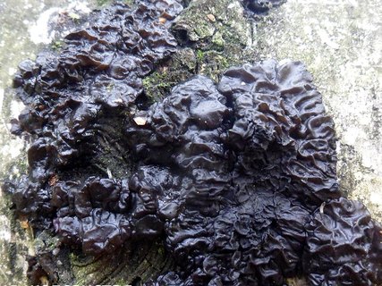 Exidia glandulosa