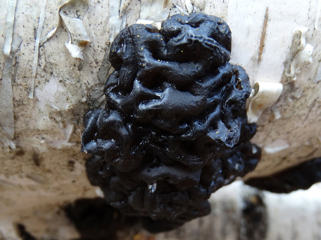 Exidia glandulosa