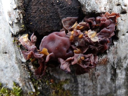 Tremella foliacea