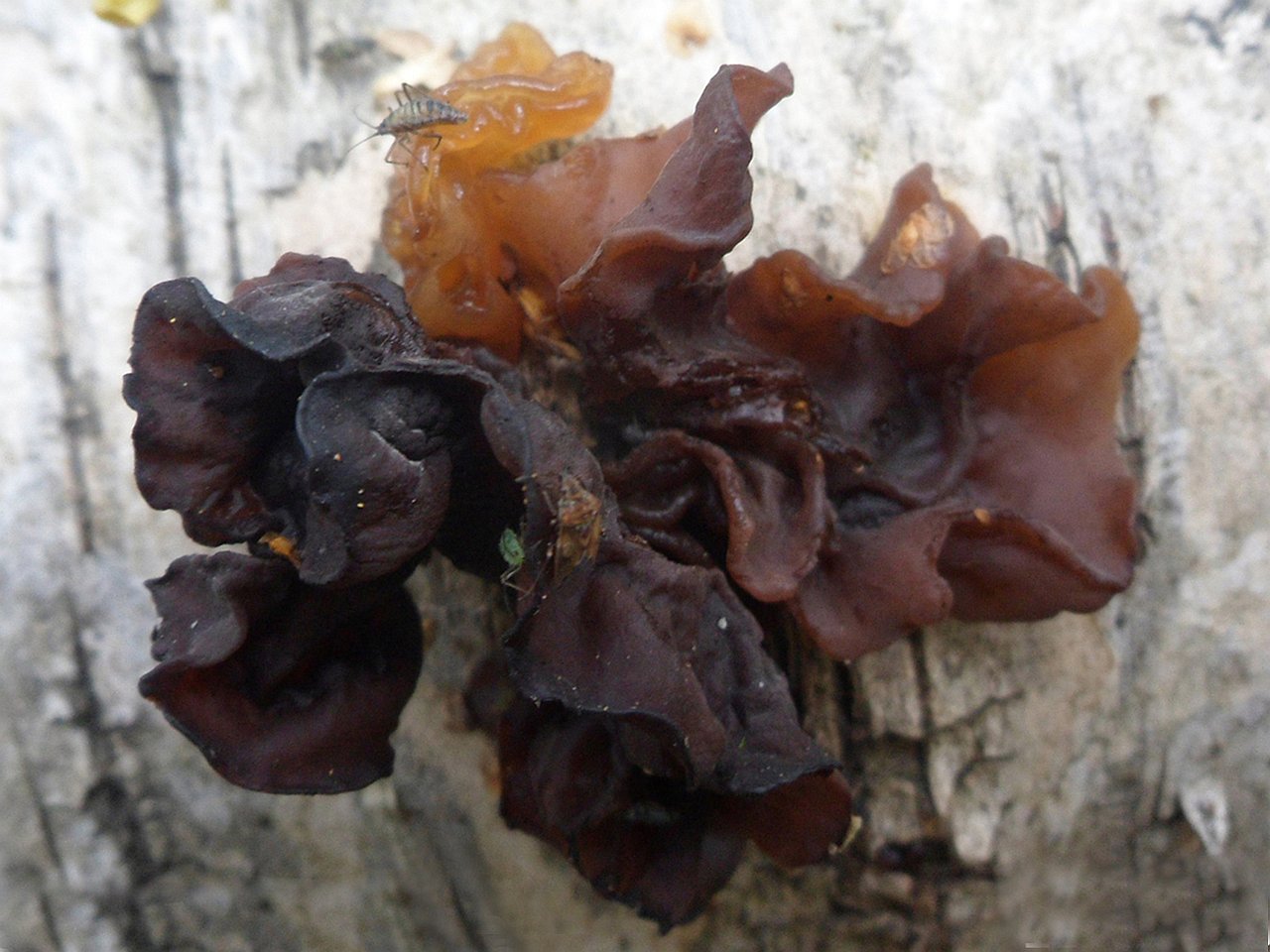 Tremella foliacea