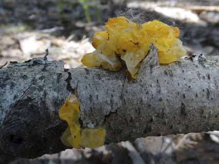 Tremella mesenterica
