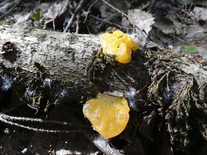 Tremella mesenterica